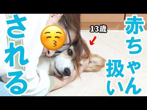 母に赤ちゃん扱いされるも相手するだけ無駄なので無を決め込むコーギー犬
