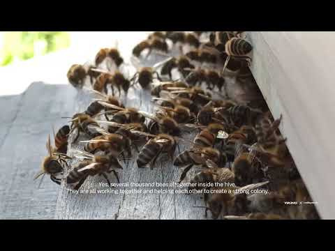 Let's Save the Bees - Viking Footwear visits Nordens Ark in Sweden
