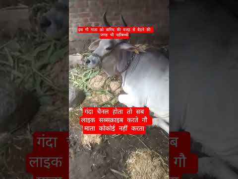इस गौ माता को बारिश की वजह से बैठने की जगह भी नहींबच्ची #100millon #cow #motivation #13million