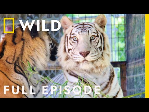In the Operating Room: A White Bengal Tiger Emergency (Full Episode) | Animal ER