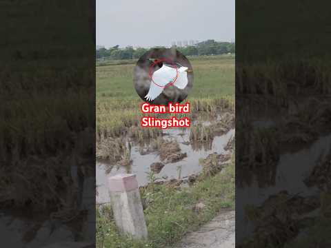 shoot down a big bird from a distance with a slingshot