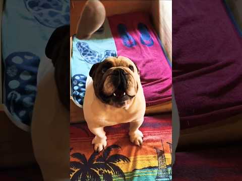 Funniest BULLDOG Ever😃||#youtubeshorts #funny #dogexplorer #shorts