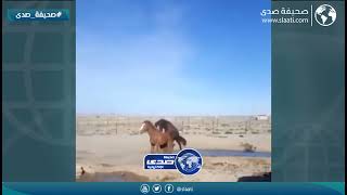 عراك بين الخيول