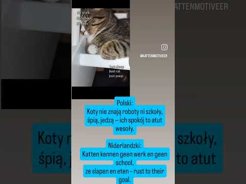Katten kennen geen werk en geen school,ze slapen en eten – rust...😸🫶 #voorjou #cat #codi