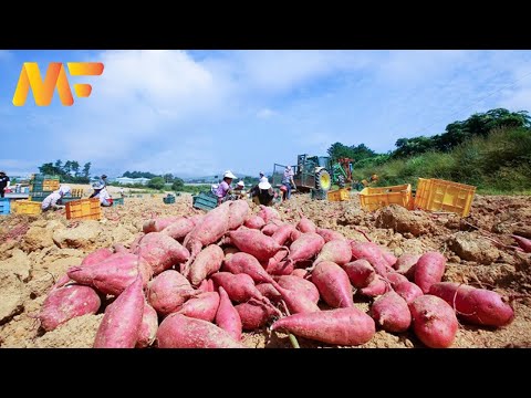 ဗီဒီယို။ ခိုတောင်စိုက်ပျိုးမှု