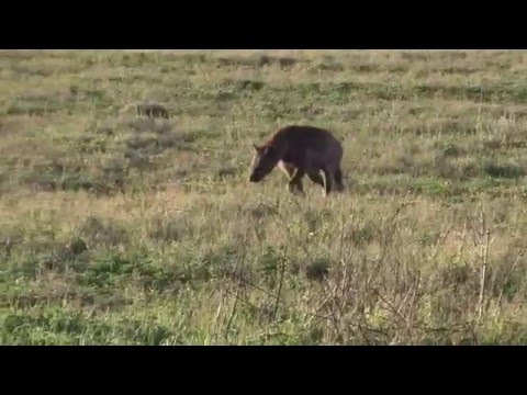 Funny hyena male searching for his female - Ngorongoro Crater