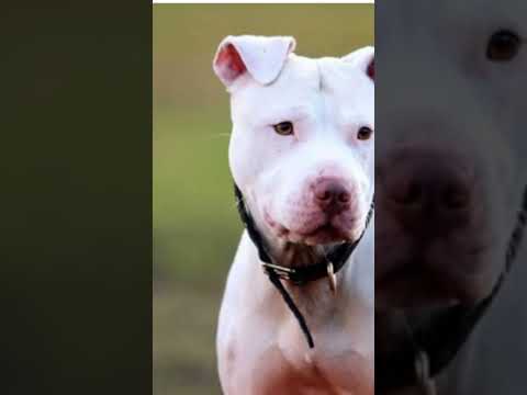 #pitbull #dog #sabse #khatarnak #dog #jaiveeru #song