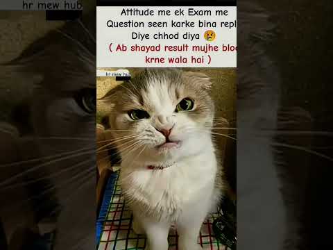 #memes #viral #funny #shorts #cat #cute #cuteanimal #blackcat #white #catlovers #funnycat@hrmewhub