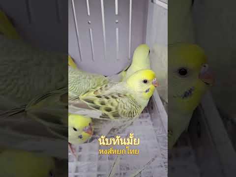 หงส์หยกไทยlimepalmbudgieควา