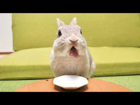 ひさしぶりに食べたバナナがあまりにも美味しかったときのうさぎのリアクションがｗｗｗ
