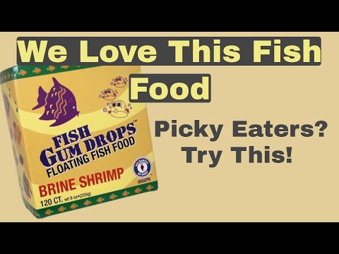 San Francisco Bay Brand Brine Shrimp Gumdrop Fish  Today we are talking about San Francisco Bay Brand frozen brine shrimp gumdrops fish food. When you 