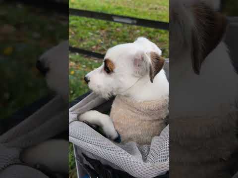 "The Puppy with the Most Loving Eyes in the World 😍 | Heart-Melting Cute Dog Video"