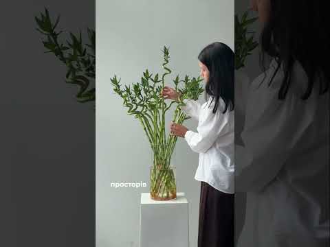 Драцена Сандеріана🙌🏼