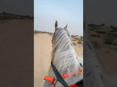 Desert horse ride Dubai #horse #equestrian #horseriding