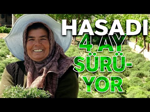 Kadınların Hasadı 4 Ay Süren ‘Zahter’ Mesaisi