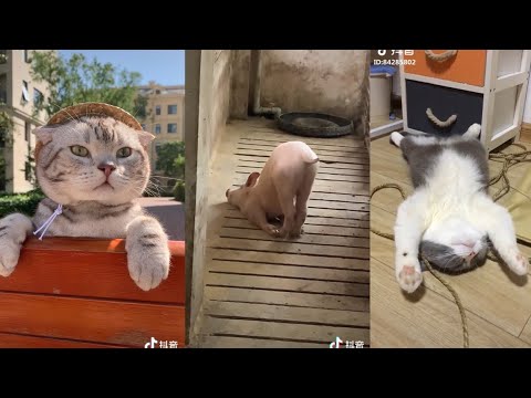 10 lovely Funny and Cute Animals (2020) Cute Moment Reaction