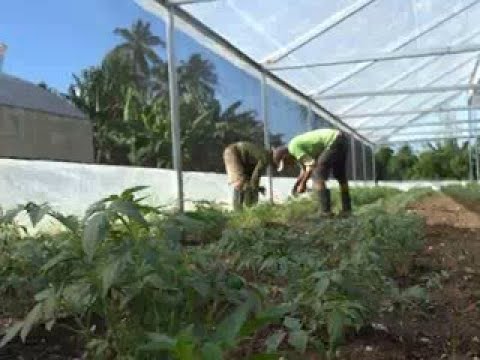 Obtiene finca en Cienfuegos variadas producciones agroecológicas