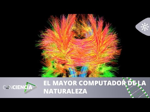 ConCiencia | El cerebro, el mayor computador de la naturaleza