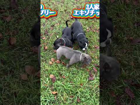 3人家族で散歩 #エキゾチックブリー #エキゾチックブリーパピー