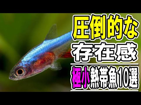 小さな体に輝く魅力！水槽を彩る小型熱帯魚10選【淡水魚 アクアリウム】