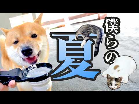 猫の動画サムネイル - 【人間だけの夏じゃない！】ペットたちの夏休み🌻！｜PECO