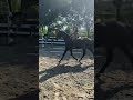 Show jumping horse Aranykapu Clasila