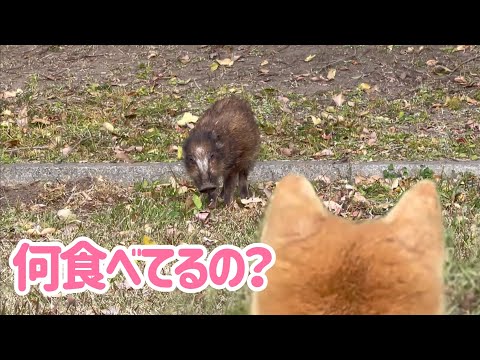 野生イノシシが何を食べているのか知りたい柴犬　Momo wants to know what the wild boar is eating