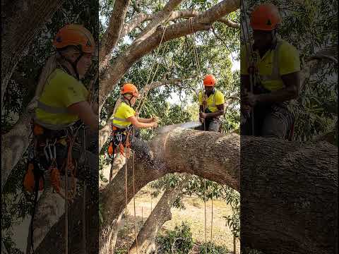 Two Arborists Hanging With One Giant Saw 😳 #Shorts