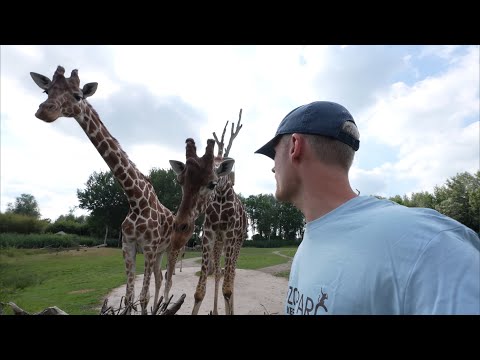 EnzoKnol