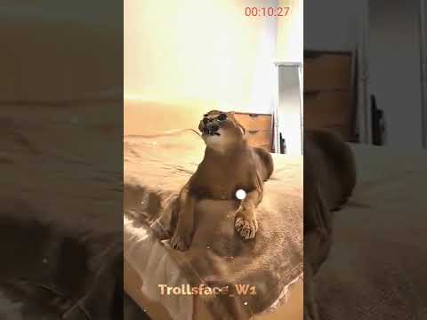 you are not afraid of animals #shorts #ytshorts #animals #animalshorts #shark #explore