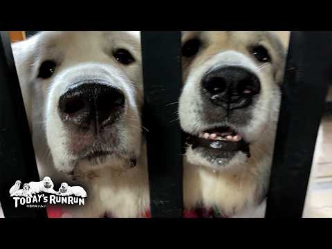 町の家の娘にもだいぶ慣れてきた人見知りリリーです Great Pyrenees グレートピレニーズ