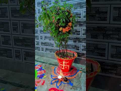 तुलसी विवाह ✨🪔 Tulasi vivah song 🤩 Saligram bhagwan #shorts #krishna #tulsivivah #diwali #ytshorts