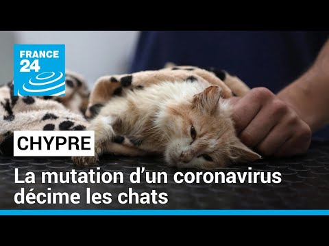 Chypre : sur l'île aux chats, la mutation d'un coronavirus décime la population féline