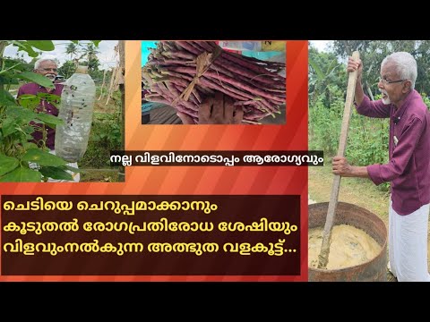 എളുപ്പവഴിയിൽ നല്ല വിളവിനോടൊപ്പം ആരോഗ്യവും..#agriculture #organicfarming #malayalamkrishi