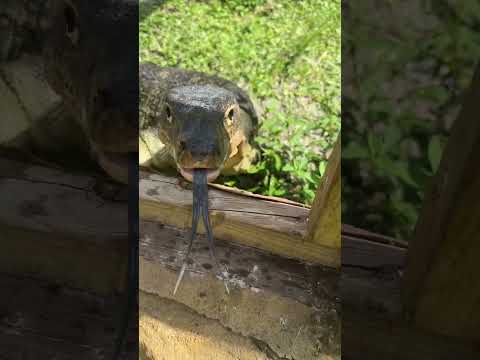 Slinky won't Leave!