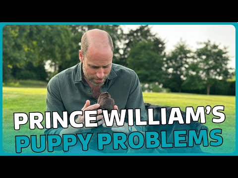 A bit of an own goal? Prince William' and his puppy problems | Talking Royals | ITV News