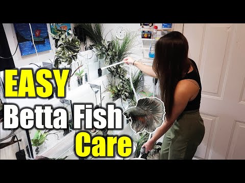EASY Betta Fish Care & Maintenance for BEGINNERS