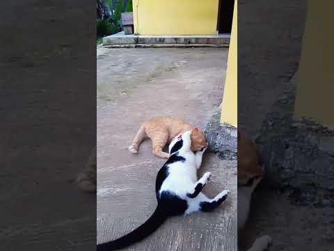 kucing belang vs kucing oren 🐱