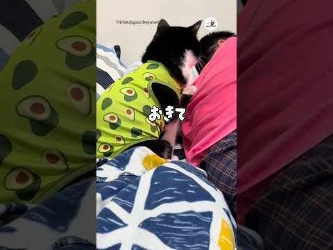 猫の動画サムネイル - 仕方ないから二度寝することにした🥑猫｜PECO #shorts