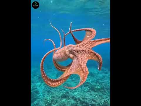 ऑक्टोपस के तीन दिल क्यों होते हैं? 🐙💓 #facts #shortvideo
