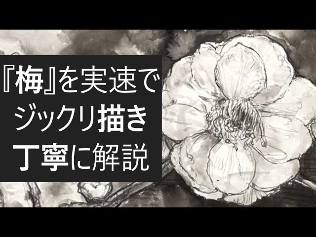 【実速解説】梅を実速で墨で描き、ジックリと口頭で解説。とことんデッサンのコツを解き明かします（How to Draw a plum ...