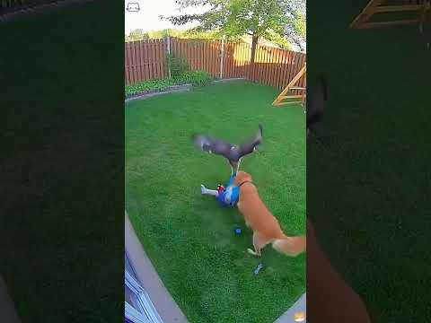 Phillies land All-Star closer Jhoan Duran ahead of MLB trade deadline 👀🔥 #JhoanDuran