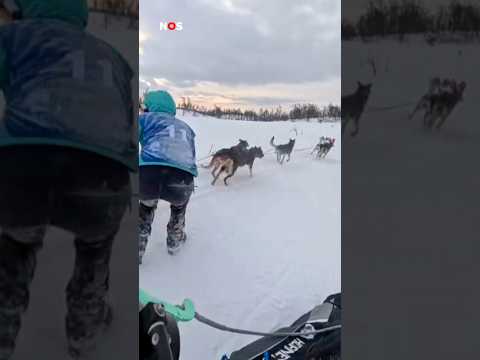 Hondensleester valt en wordt meegesleurd (loopt goed af)