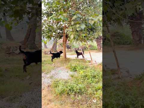 Clash of Beasts! Rottweiler vs Desi Dog – Must Watch 😱 #DesiDog #Rottweiler #DogFight #TrendingNow