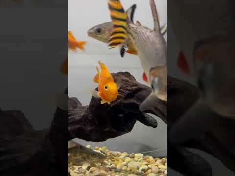 Beautiful Flag Tail Prochilidus #fish #aquarium #f 