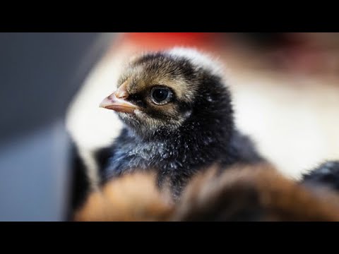 Baby Chick Month Live Stream