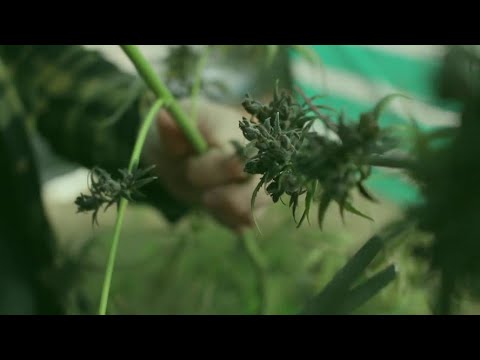 Legalizar la marihuana no resuelve el problema de las adicciones: Juárez Córdova.
