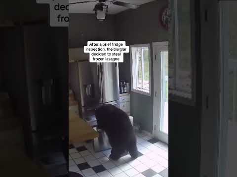 Connecticut: Bear caught on camera breaking into home and stealing frozen lasagne