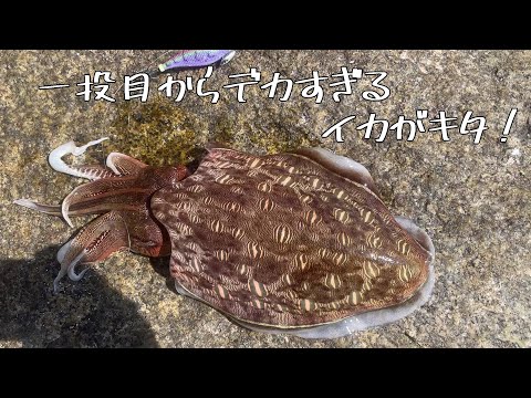 ハイシーズン!一投目から巨大なイカがヒット!!@釣りに行こうか