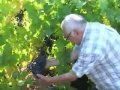 Виноградарство: Выращивание зимостойких сортов винограда